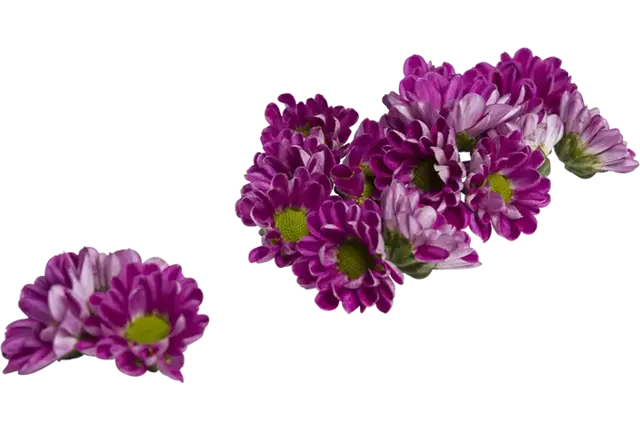 Eetbare bloem chrysant paars 20st